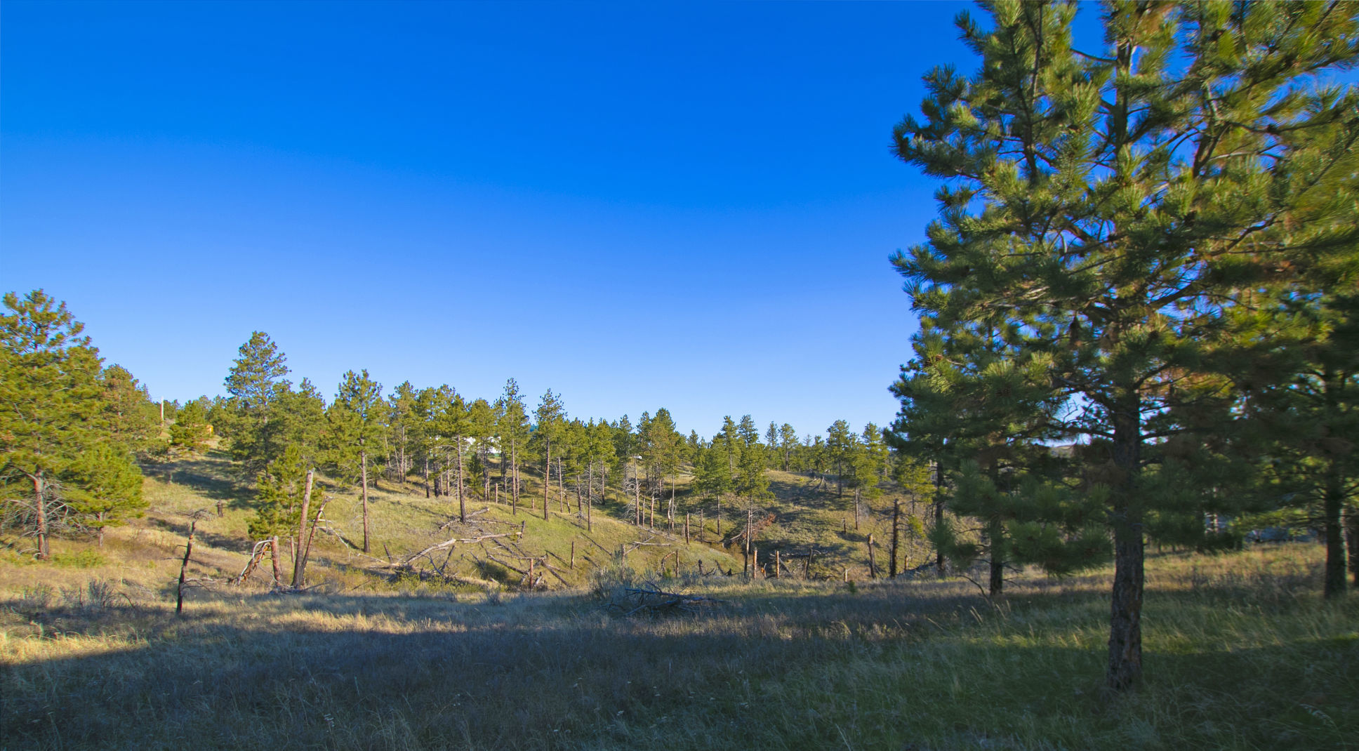 Forested